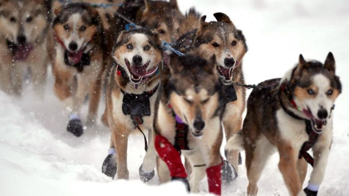 Iditarod